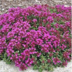 Thymus praecox ´Coccineus´