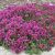 Thymus praecox ´Coccineus´
