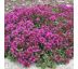 Thymus praecox ´Coccineus´ 9x9 / 0,5L