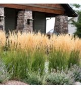 Calamagrostis acutiflora ´Karl Foerster´