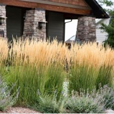Calamagrostis acutiflora ´Karl Foerster´