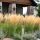 Calamagrostis acutiflora ´Karl Foerster´