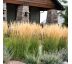 Calamagrostis acutiflora ´Karl Foerster´ Ø15 / 1,5L