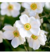 Anemone ´Andrea Atkinson´