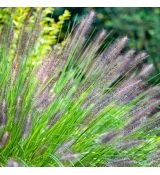 Pennisetum alopecuroides var. ´Viridiscens´