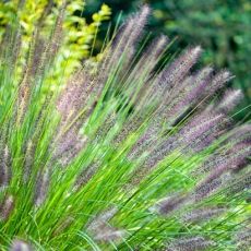 Pennisetum alopecuroides var. ´Viridiscens´