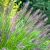 Pennisetum alopecuroides var. ´Viridiscens´