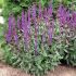 Salvia nemorosa ´Caradonna´