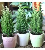 Chamaecyparis Lawsoniana 'Elwoodii'