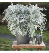 Senecio bicolor ´Silverdust´