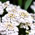 Iberis sempervirens 'Fischbeck'