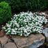 Iberis sempervirens 'Fischbeck'