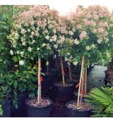Viburnum tinus 'Eve Price' na kmienku