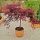 Acer palmatum diss.´Inaba-Shidare´ na kmienku