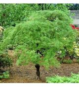 Acer palmatum dissectum ´Viridis´ na kmienku