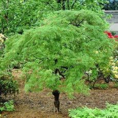 Acer palmatum dissectum ´Viridis´ na kmienku