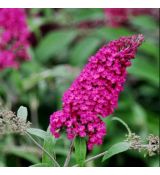 Buddleia davidii ´Royal Red´