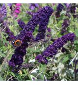 Buddleia davidii ´Black Knight´