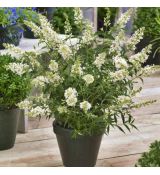 Buddleia davidii ´White Profusion´