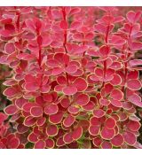 Berberis thunbergii ´Orange Sunrise ®´