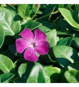 Vinca minor ´Atropurpurea´