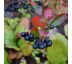 Aronia melanocarpa ´Hugin´ Ø15 / 1,5L