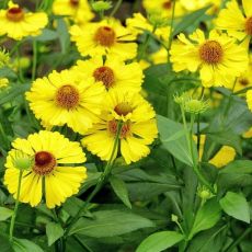 Helenium hybr. ´Gelbe Waltraut´