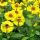 Helenium hybr. ´Gelbe Waltraut´
