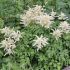 Astilbe japonica ´Deutschland´
