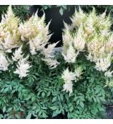 Astilbe japonica ´Deutschland´