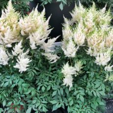 Astilbe japonica ´Deutschland´