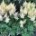 Astilbe japonica ´Deutschland´