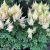 Astilbe japonica ´Deutschland´