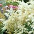 Astilbe japonica ´Deutschland´