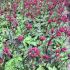 Astrantia major ´Star of Fire´