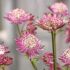 Astrantia major ´Star of Fire´