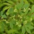 Euonymus alatus ´Compactus´ na kmienku
