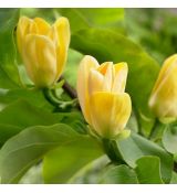 Magnolia x brooklynensis 'Yellow Bird´