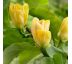Magnolia x brooklynensis 'Yellow Bird´ 3L / výška 80-100 cm
