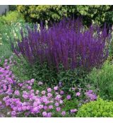 Salvia nemorosa ´Caradonna´