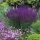 Salvia nemorosa ´Caradonna´