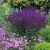 Salvia nemorosa ´Caradonna´