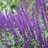 Salvia nemorosa ´Caradonna´