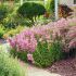 Physostegia virginiana ´Rosea´