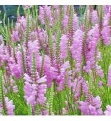 Physostegia virginiana ´Rosea´