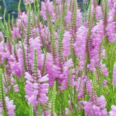 Physostegia virginiana ´Rosea´