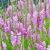 Physostegia virginiana ´Rosea´