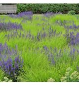 Sesleria autumnalis