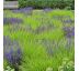 Sesleria autumnalis 9x9 / 0,5L