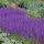 Salvia nemorosa ´Ostfriesland´